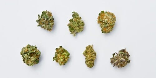 strains of cannabis