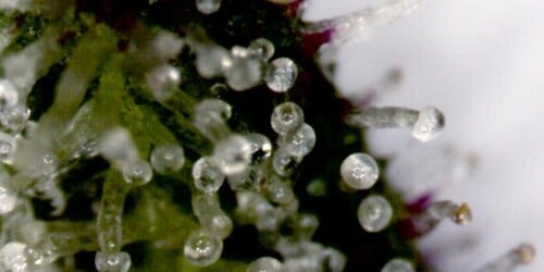 Terpenes and Trichomes: What's the Deal?