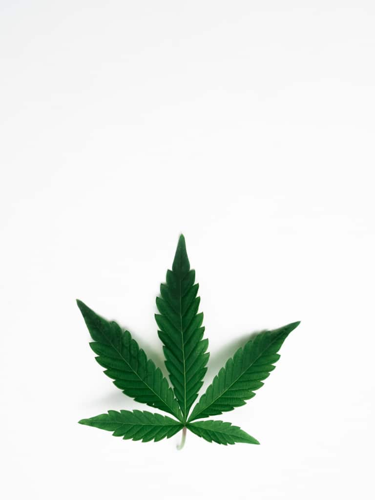 Cannabinoids in the Cannabis Plant
